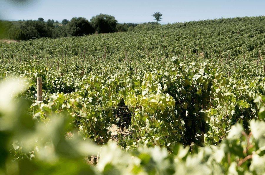 Enoturismo en Peñaranda de Duero | 4Vides